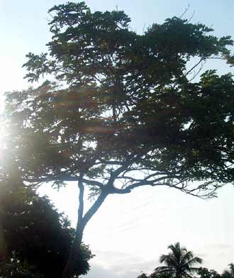 Brasilholz Bildgalerie