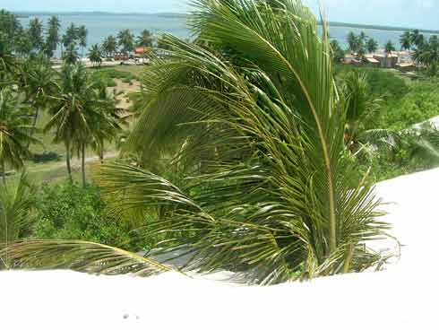 mangue-seco Bildgalerie